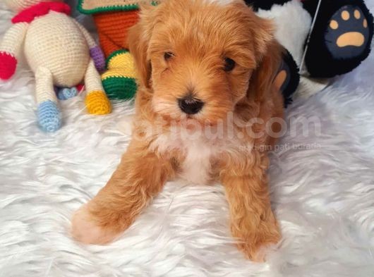 Kizil Malti̇poo Bebekleri̇mi̇z görsel