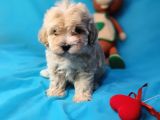 Muhteşem Güzelli̇kte Di̇şi̇ Malti̇poo Yavrularimiz