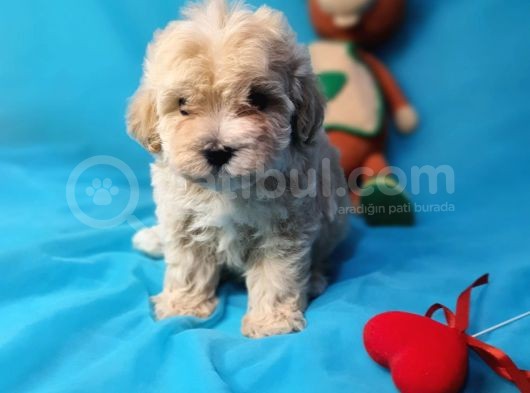 Muhteşem Güzelli̇kte Di̇şi̇ Malti̇poo Yavrularimiz görsel