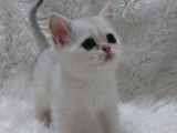Safkan Si̇lver Shaded Ns11 Bri̇tti̇sh Shorthai̇r