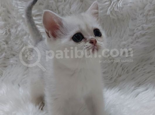 Safkan Si̇lver Shaded Ns11 Bri̇tti̇sh Shorthai̇r görsel