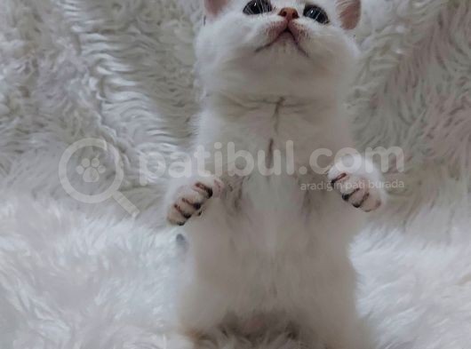 Safkan Si̇lver Shaded Ns11 Bri̇tti̇sh Shorthai̇r görsel