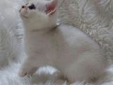 Safkan Si̇lver Shaded Ns11 Bri̇tti̇sh Shorthai̇r