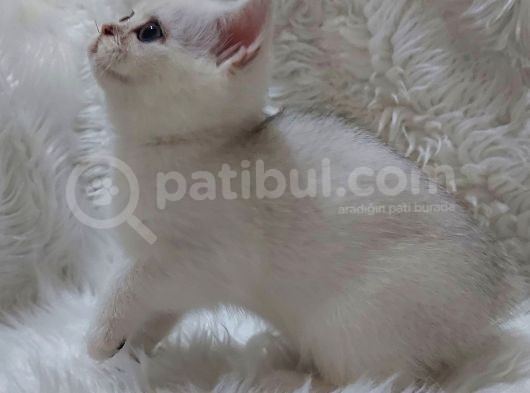 Safkan Si̇lver Shaded Ns11 Bri̇tti̇sh Shorthai̇r görsel