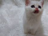 Safkan Si̇lver Shaded Ns11 Bri̇tti̇sh Shorthai̇r