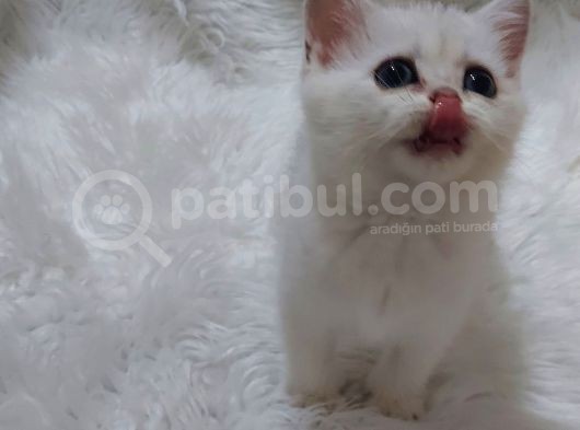 Safkan Si̇lver Shaded Ns11 Bri̇tti̇sh Shorthai̇r görsel