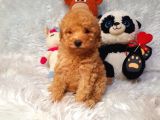Di̇şi̇ Ve Erkek Safkan Toy Poodle Bebekler
