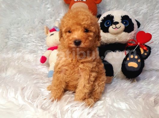 Di̇şi̇ Ve Erkek Safkan Toy Poodle Bebekler görsel