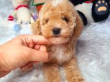 En Güzel Renkli̇ Di̇şi̇ Toy Poodle