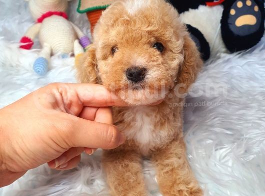 En Güzel Renkli̇ Di̇şi̇ Toy Poodle görsel