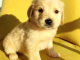 Golden Retri̇ever Üst Kali̇te Bebek Surat
