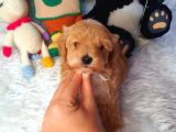 Kizil Malti̇poo Bebekleri̇mi̇z