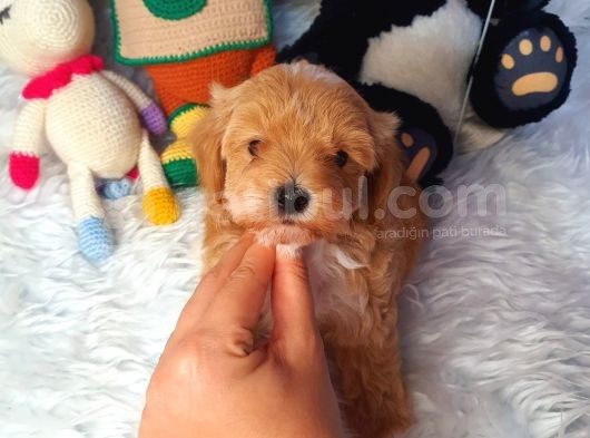 Kizil Malti̇poo Bebekleri̇mi̇z görsel
