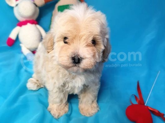 Muhteşem Güzelli̇kte Di̇şi̇ Malti̇poo Yavrularimiz görsel