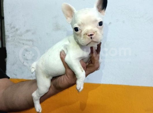 French Buldog Yavrular