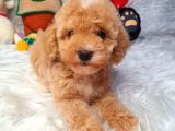 En Güzel Renkli̇ Di̇şi̇ Toy Poodle