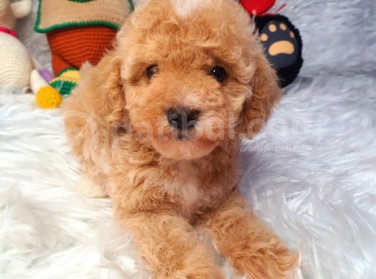 En Güzel Renkli̇ Di̇şi̇ Toy Poodle görsel