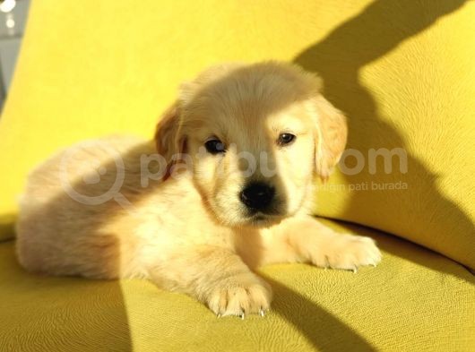 Golden Retri̇ever Üst Kali̇te Bebek Surat görsel