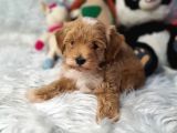 Kizil Malti̇poo Bebekleri̇mi̇z