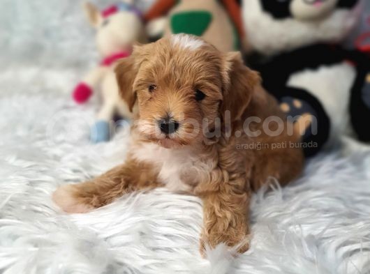 Kizil Malti̇poo Bebekleri̇mi̇z görsel
