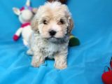 Muhteşem Güzelli̇kte Di̇şi̇ Malti̇poo Yavrularimiz