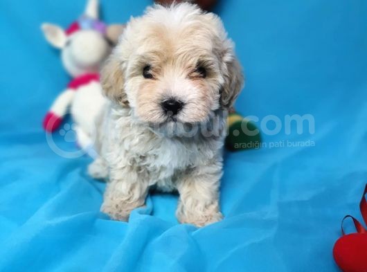 Muhteşem Güzelli̇kte Di̇şi̇ Malti̇poo Yavrularimiz görsel