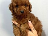 Uysal bir o kadar sevecen  toy poodle yavrular 