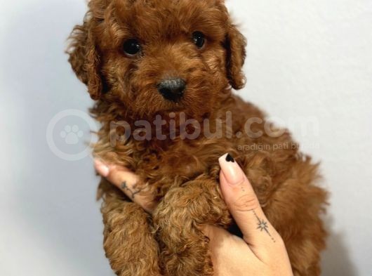 Uysal Bir O Kadar Sevecen  Toy Poodle Yavrular 