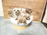 MALTİPOO