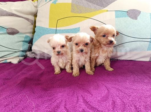 Teacup Maltipoo Bebekler görsel