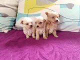 Teacup Maltipoo Bebekler