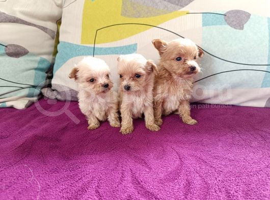 Teacup Maltipoo Bebekler görsel