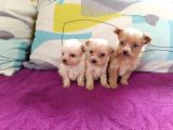 Teacup Maltipoo Bebekler