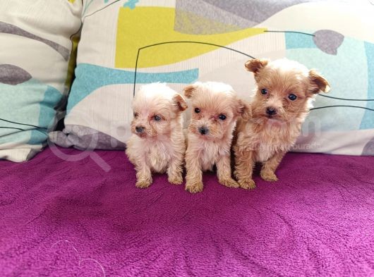 Teacup Maltipoo Bebekler