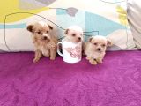 Teacup Maltipoo Bebekler