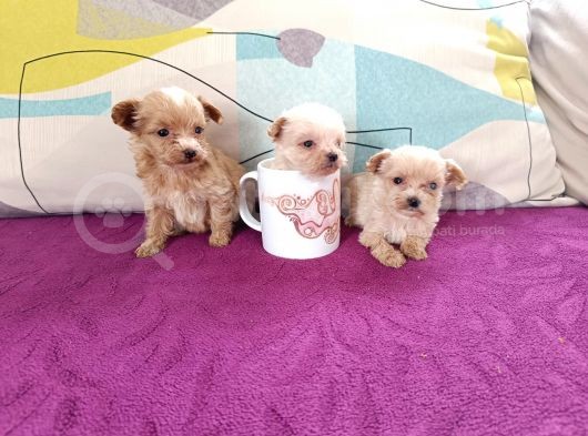 Teacup Maltipoo Bebekler görsel