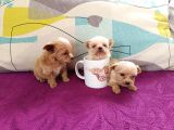 Teacup Maltipoo Bebekler