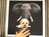 Teacup Maltipolar