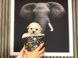 Teacup Maltipolar