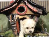 Teacup Biblo Gibi Minik Bebekler
