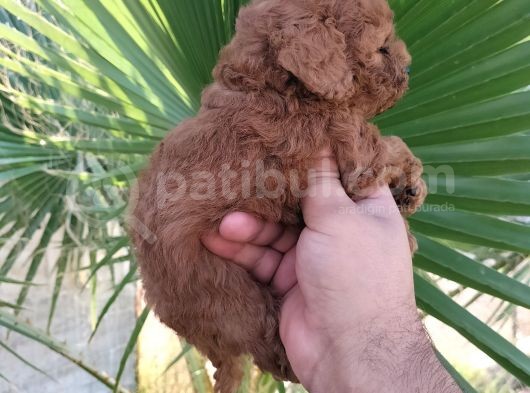Toypoddle Bebeklerimiz görsel