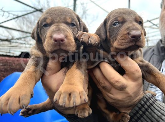 King Görenleri Hayran Bırakacak Doberman Yavrular görsel