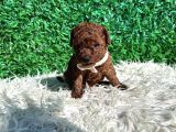 Efsane Kore Kanı Red Brown The Cup Poodle Yavrularımız