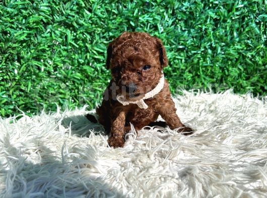 Efsane Kore Kanı Red Brown The Cup Poodle Yavrularımız görsel