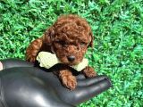 Efsane Kore Kanı Red Brown The Cup Poodle Yavrularımız