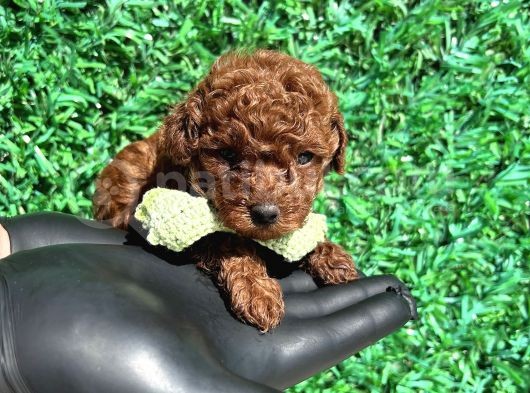 Efsane Kore Kanı Red Brown The Cup Poodle Yavrularımız görsel