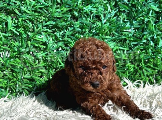 Efsane Kore Kanı Red Brown The Cup Poodle Yavrularımız görsel