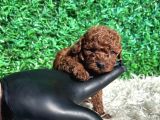 Efsane Kore Kanı Red Brown The Cup Poodle Yavrularımız