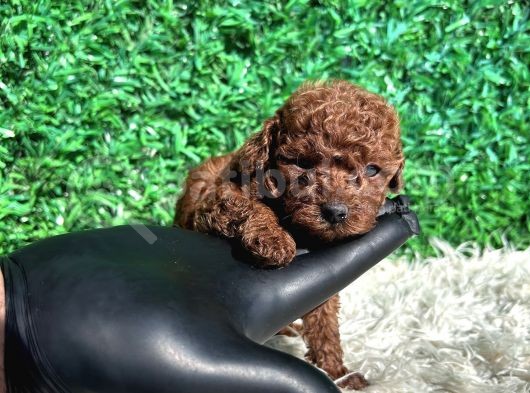 Efsane Kore Kanı Red Brown The Cup Poodle Yavrularımız görsel