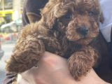 3 Aylık Dişi Orijinal Red Brown Toy Poodle